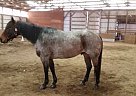 Western Pleasure Horse For Sale Quarter Horse Gelding