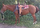 Beginner Safe Mare for Sale Quarter Horse Mare