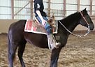 AQHA Black Gelding For Sale Quarter Horse Gelding