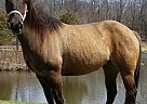 AQHA Mare for Sale Quarter Horse Mare