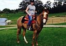 Ajaja 6 yr old Quarter Horse Gel... Quarter Horse Gelding
