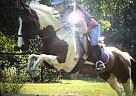 For Sale Or Free Lease Pinto Gelding