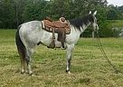 Healthy Socialized Grey Gelding ... Quarter Horse Gelding