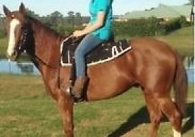 Quarter Horse (Quarter Horse, Gelding) in Monroe, MI