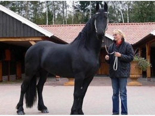 Amaizing Friesian Mare Horse