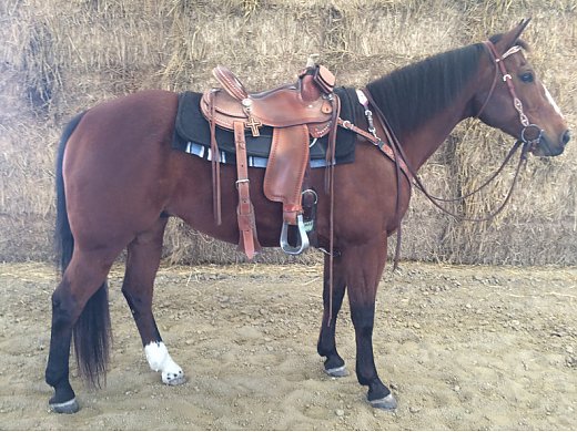 AQHA Bay Gelding