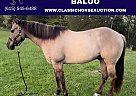 Quarter Horse - Horse for Sale in NEW HAVEN, KY 40051