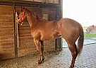 Quarter Horse - Horse for Sale in Aubrey, TX 76227