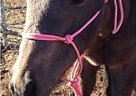 AQHA Rose Grey Filly Quarter Horse Mare