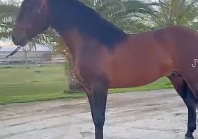 Andalusian / PRE (Andalusian / PRE, Stallion) in CA