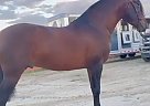 Andalusian - Horse for Sale in Bakersfield, CA 93215