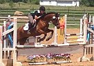 Beautiful Eventer, Youth Suitabl... Arabian Mare