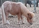 Beautiful RED Roan Colt With TWO... Miniature Stallion