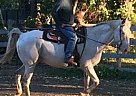- Gelding in New Paltz, NY - Gelding in New Paltz, NY