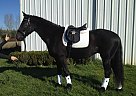 Elodin - Gelding in Boring, OR Elodin - Gelding in Boring, OR