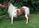 RBM D C Penelope - Mare in Dundee, NY RBM D C Penelope - Mare in Dundee, NY