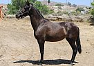 Andalusian - Horse for Sale in Canyon Country, CA 91351 Andalusian - Horse for Sale in Canyon Country, CA 91351
