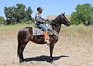 Andalusian - Horse for Sale in Canyon Country, CA 91351