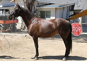 Andalusian / PRE