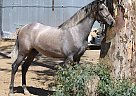Andalusian - Horse for Sale in Canyon, CA 91351