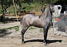 Andalusian - Horse for Sale in Canyon Country, CA 91351