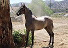 Andalusian - Horse for Sale in Canyon, CA 91351