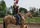 Quarter Horse - Horse for Sale in Los Angeles, CA 90025