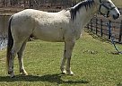 - Gelding in New Paltz, NY - Gelding in New Paltz, NY