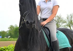 Friesian (Friesian, Stallion) in Dallas, TX