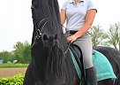 Friesian - Horse for Sale in Dallas, TX 75201