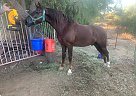 Friesian - Horse for Sale in Perris, CA 92570