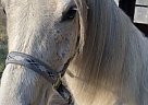 Arabian - Horse for Sale in Arden, NC 28791