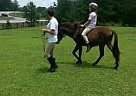 Mule - Horse for Sale in Sharpsburg, GA 30277 Mule - Horse for Sale in Sharpsburg, GA 30277
