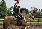 Quarter Horse - Horse for Sale in Casper, WY 82609 Quarter Horse - Horse for Sale in Casper, WY 82609