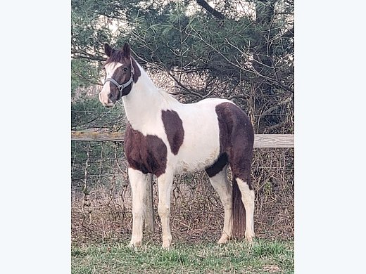 Gorgeous Spotted Saddle Horse
