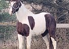 Tennessee Walking - Horse for Sale in Shippensburg, PA 17257
