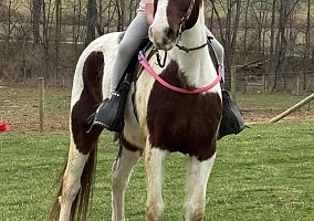 Spotted Saddle Horse (Spotted Saddle Horse, Gelding) in Shippensburg, PA