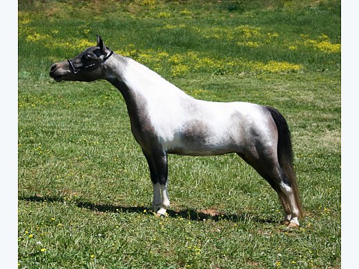 Great Broodmare