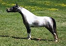 Miniature - Horse for Sale in Sugarloaf, PA 18249 Miniature - Horse for Sale in Sugarloaf, PA 18249