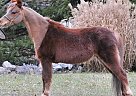 Miniature - Horse for Sale in Sugarloaf, PA 18249