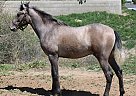Andalusian - Horse for Sale in Canyon, CA 91351