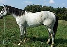 - Gelding in Topeka, KS - Gelding in Topeka, KS