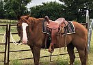Kylo - Gelding in Bellevue, TX Kylo - Gelding in Bellevue, TX
