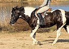 Pony - Horse for Sale in Casper, WY 82609 Pony - Horse for Sale in Casper, WY 82609