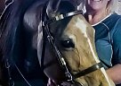 Half Arabian - Horse for Sale in Missoula, MT 59804