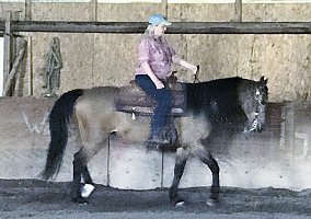 Arabian (Arabian, Mare) in Missoula, MT