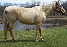 - Mare in New Paltz, NY - Mare in New Paltz, NY