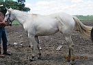 Honey - Mare in Milnor, ND Honey - Mare in Milnor, ND