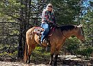Quarter Horse - Horse for Sale in Casper, WY 82609 Quarter Horse - Horse for Sale in Casper, WY 82609