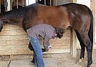 Quarter Horse - Horse for Sale in Casper, WY 82609 Quarter Horse - Horse for Sale in Casper, WY 82609